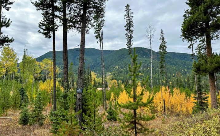 Pictures of Land property located at NHN Giefer Creek Road, Essex, MT 59916 for sales - image #1