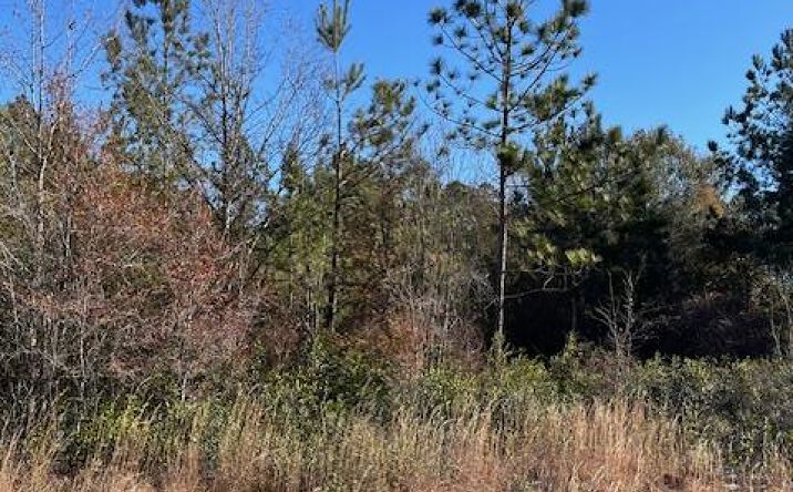 Pictures of Land property located at Locklier Drive, Homerville, GA 31602 for sales - image #1