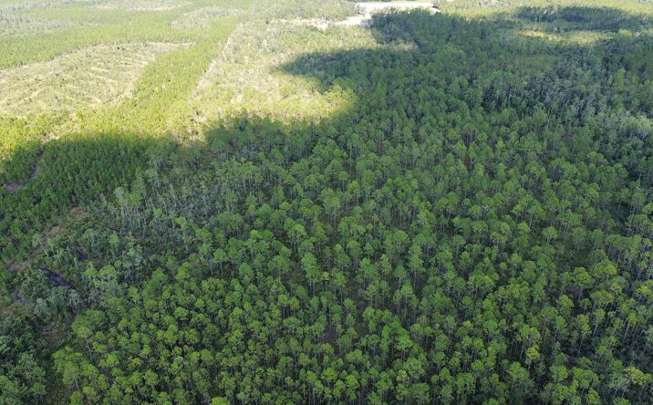 Pictures of Land property located at Tract F Bergman Road, Naylor, GA 31602 for sales - image #1