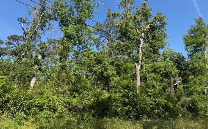 Pictures of Land property located at 316 Blitch, Valdosta, GA 31605 for sales - image #1