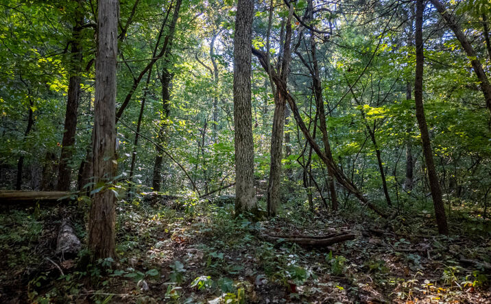 Pictures of Land property located at 000 Calhan Circle, Clarkridge, AR 72623 for sales - image #1