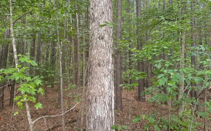 Pictures of Land property located at Hunting Creek Rd, Lennig, VA 24577 for sales - image #1