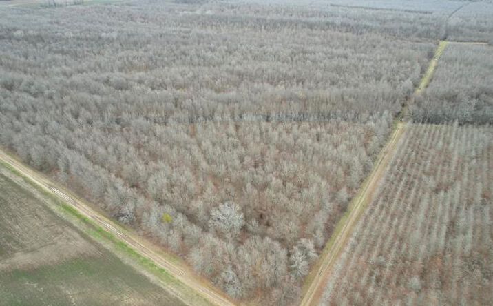 Pictures of Land property located at Ace Road, 50936, LA 71254 for sales - image #1