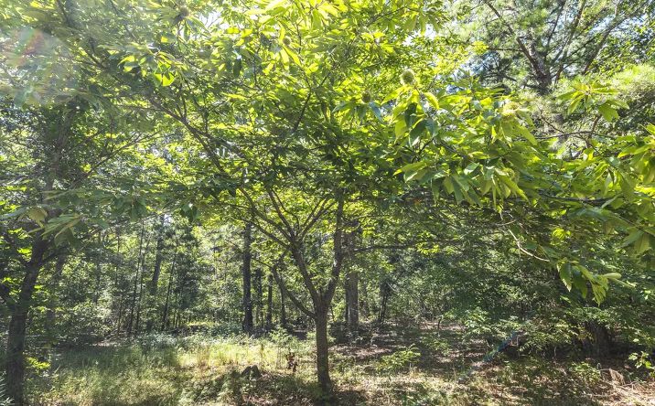 Pictures of Land property located at 470 County Road 118, New Offenburg, MO 63670 for sales - image #1