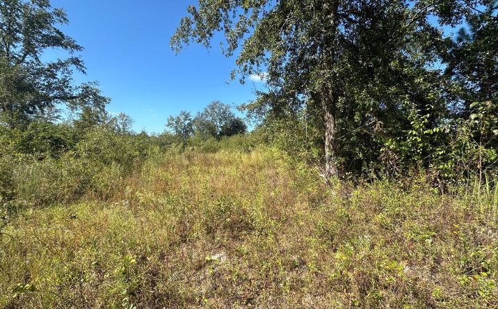 Pictures of Land property located at Waynesboro Hwy, Sylvania, GA 30467 for sales - image #1