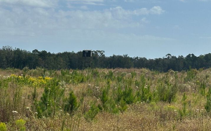 Pictures of Land property located at Waynesboro Hwy, Sylvania, GA 30467 for sales - image #1