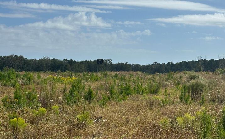 Pictures of Land property located at Runs Branch Rd., Newington, GA 30446 for sales - image #1
