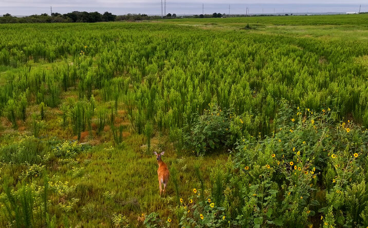 Pictures of Land, Mixed Use property located at TBD Hwy 287, Quanah, TX 79252 for sales - image #1