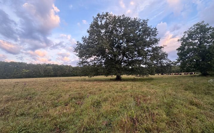 Pictures of Land property located at Crusher Rd, Decatur, AL 35603 for sales - image #1