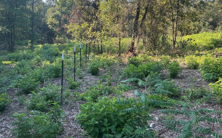 Pictures of Land property located at 3730 Deer Road, Gilmer, TX 75644 for sales - image #1