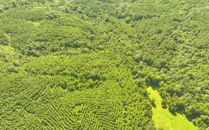 Pictures of Land property located at Beacon Hill Road, De Queen, AR 71832 for sales - image #1