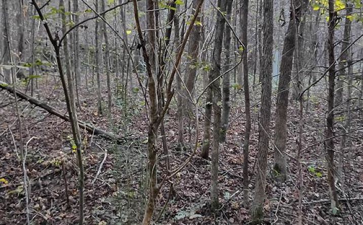 Pictures of Land, Multifamily property located at Lot 12 Deerwood Run, Big Sandy, TN 38221 for sales - image #1