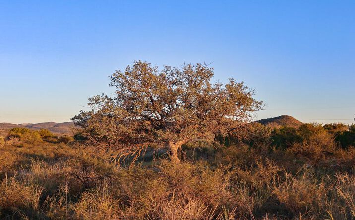 Pictures of Land property located at 1086 Juniper, Alpine, TX 79830 for sales - image #1