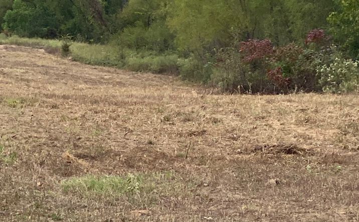 Pictures of Land property located at W Davis Creek Road, Caney, OK 74533 for sales - image #1