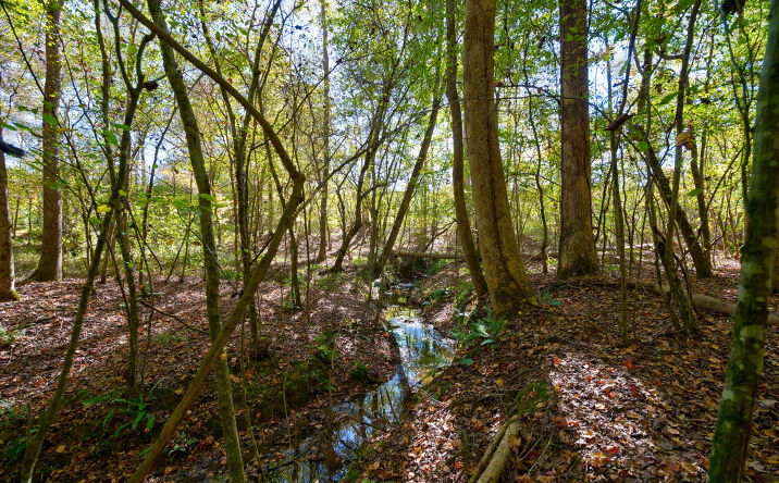 Pictures of Land property located at Bridges Road, Carlton, GA 30627 for sales - image #1