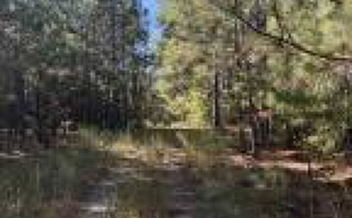 Pictures of Land, Special Purpose property located at Tbd Mt Beulah Road, Windsor, SC 29856 for sales - image #1