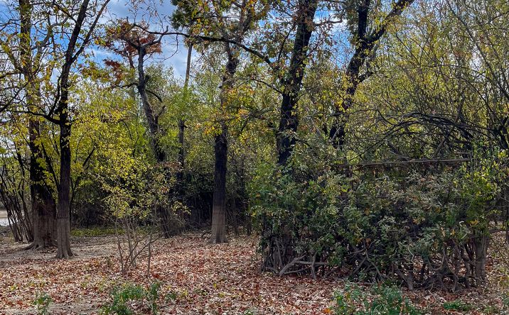 Pictures of Land property located at Bayou 53, Des Arc, AR 72040 for sales - image #1