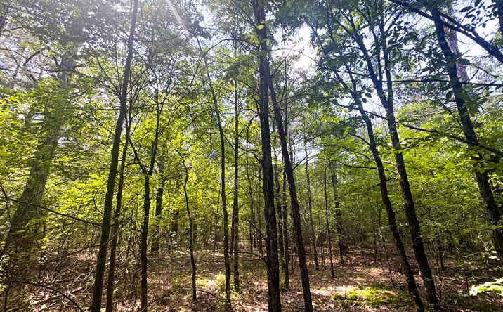 Pictures of Land property located at Williams 40 Arkansas, Adams Basin, AR 14410 for sales - image #1