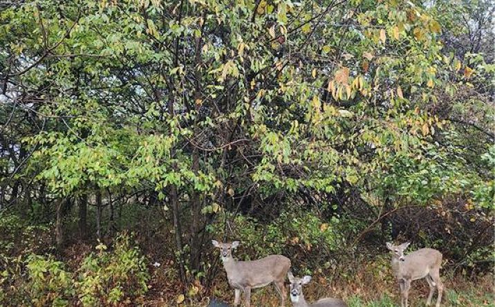 Pictures of Land, Special Purpose property located at 29 Ohio Drive, Linn Valley, KS 66040 for sales - image #1