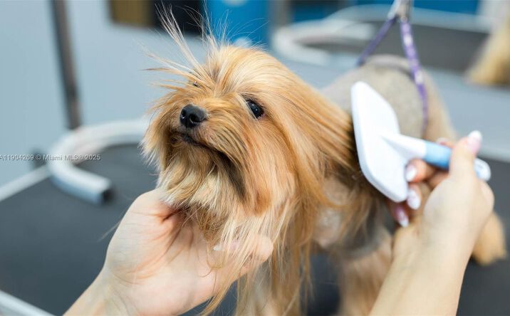 Pictures of Business for Sale, Retail property located at Pet Grooming, Pompano Beach, FL 33060 for sales - image #1