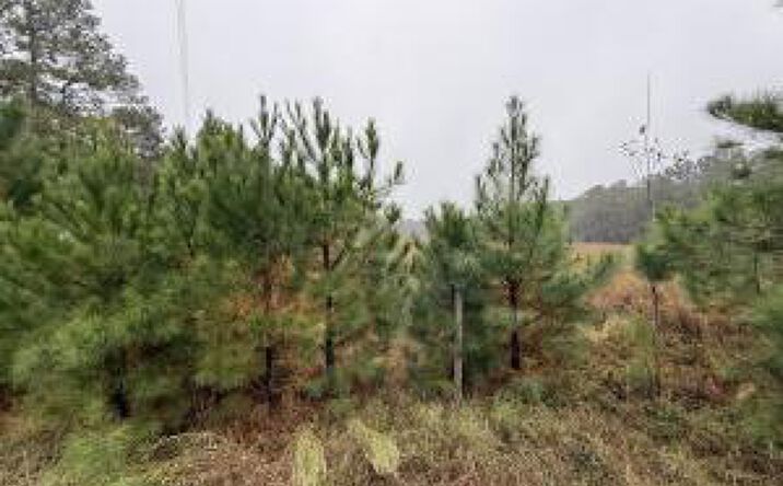 Pictures of Land, Multifamily property located at Lot 4 13.97 Acre State Park Road, Windsor, SC 29856 for sales - image #1