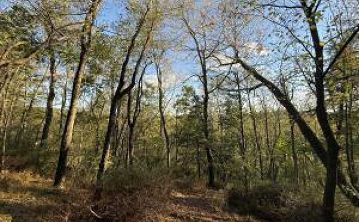 Pictures of Land property located at Parcel 194 Ridge Road, Cogan Station, PA 17728 for sales - image #1