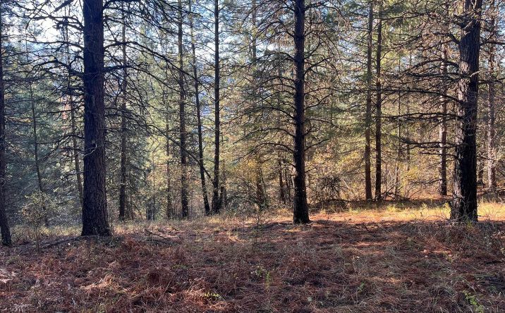 Pictures of Land property located at 30.91acs French Gulch Rd, Kingston, ID 83839 for sales - image #1