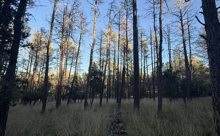 Pictures of Land property located at Lot 6 Pine Road, Timberon, NM 88350 for sales - image #1