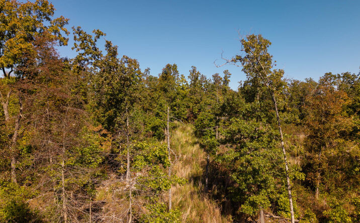 Pictures of Land property located at 000 A Highway, Thayer, MO 65791 for sales - image #1