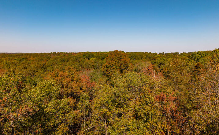 Pictures of Land property located at 20256 Highway V, Myrtle, MO 65778 for sales - image #1