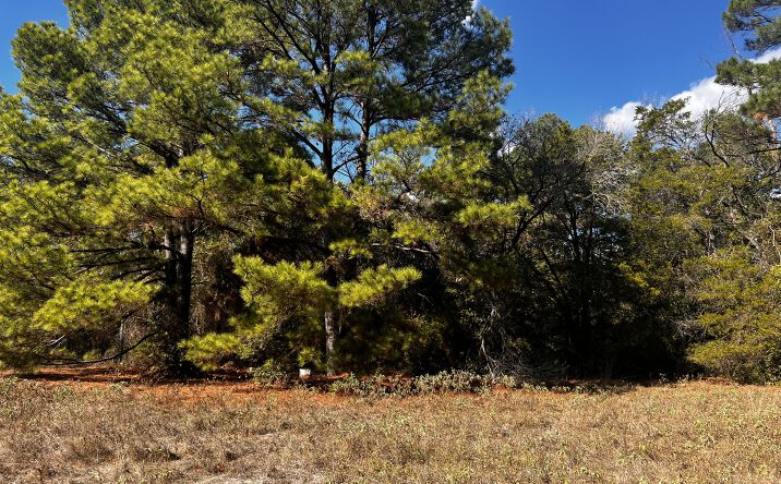 Pictures of Land property located at 411 Laura Ln, Bastrop, TX 78602 for sales - image #1