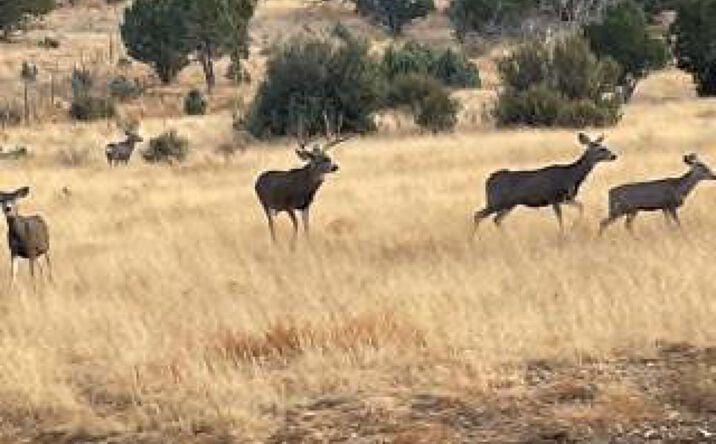 Pictures of Land property located at Wapiti Ranch, Hondo, NM 88336 for sales - image #1