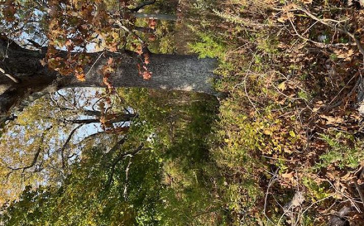 Pictures of Land property located at 70 Old Quogue Road, Southampton, NY 11901 for sales - image #1