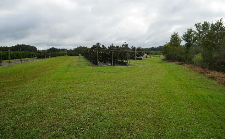 Pictures of Land property located at Douglas Road, Groveland, FL 34736 for sales - image #1