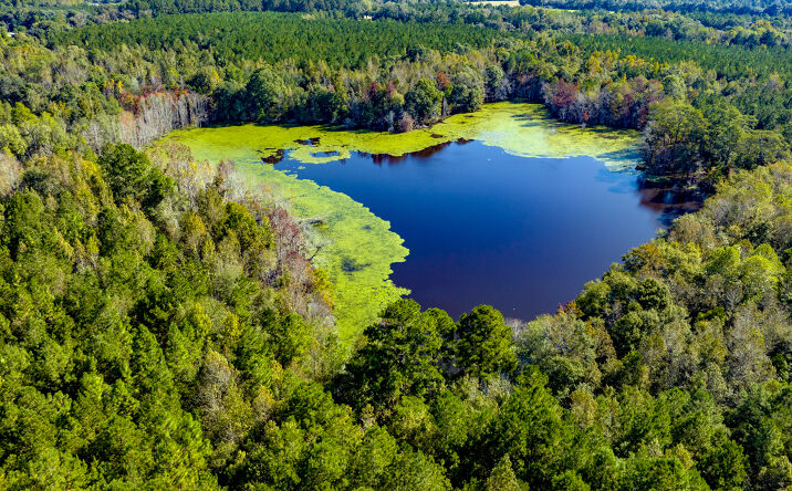 Pictures of Land property located at Gus Tippins Rd, Daisy, GA 30417 for sales - image #1