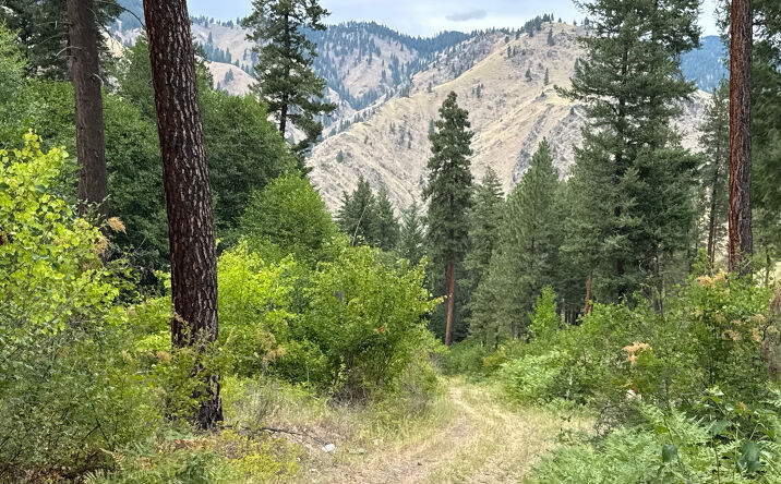 Pictures of Land property located at Salmon River Road, Riggins, ID 83549 for sales - image #1
