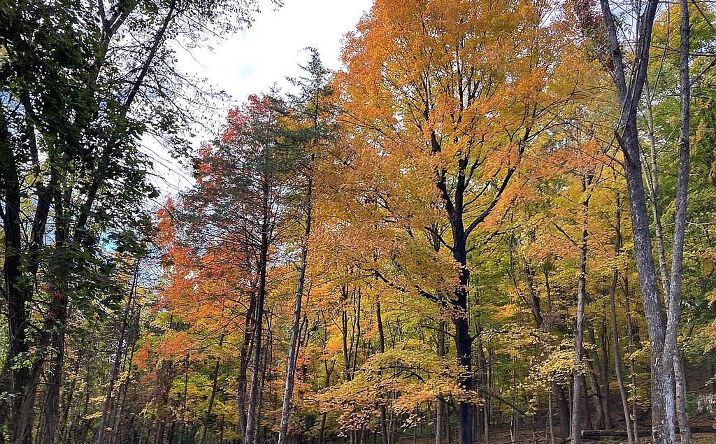 Pictures of Land property located at 410 County Rt. 25, Stockport, NY 12434 for sales - image #1