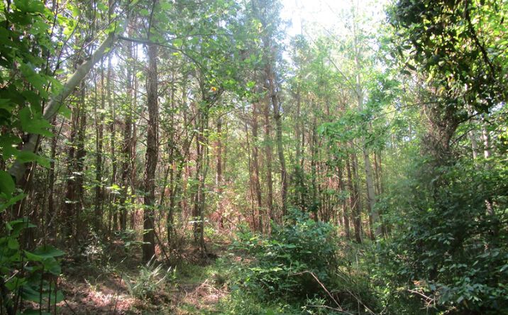 Pictures of Land property located at Lunenburg County Rd, Victoria, VA 23947 for sales - image #1