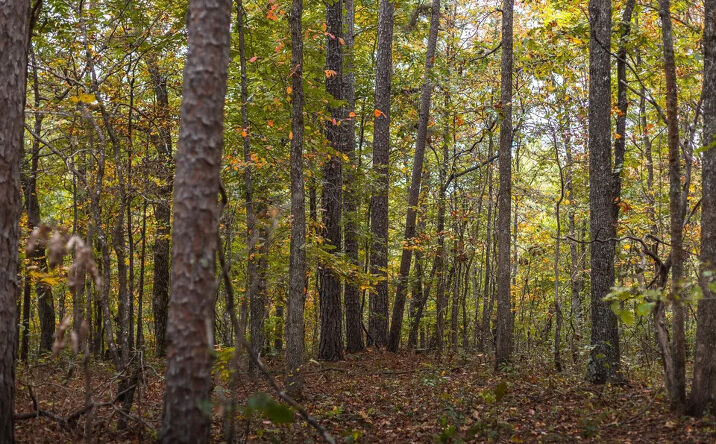 Pictures of Land property located at 6186 Pine Flats Dr, Summersville, MO 65571 for sales - image #1