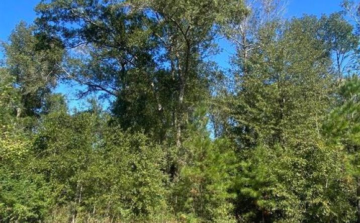 Pictures of Land property located at E Robinwood Drive, Moss Bluff, LA 70611 for sales - image #1