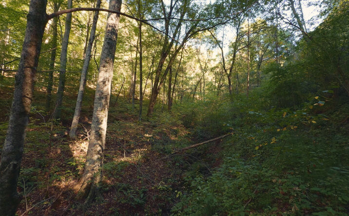 Pictures of Land property located at 69.26 Acres Wolfe Road, Sneedville, TN 37869 for sales - image #1