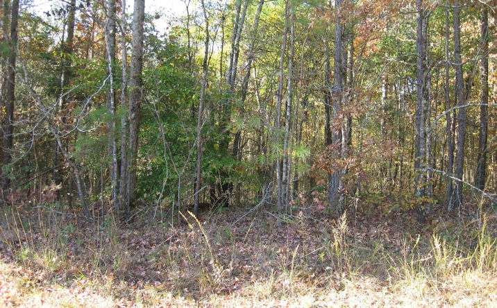 Pictures of Land property located at Scarce Creek Rd, Lexington, TN 38351 for sales - image #1