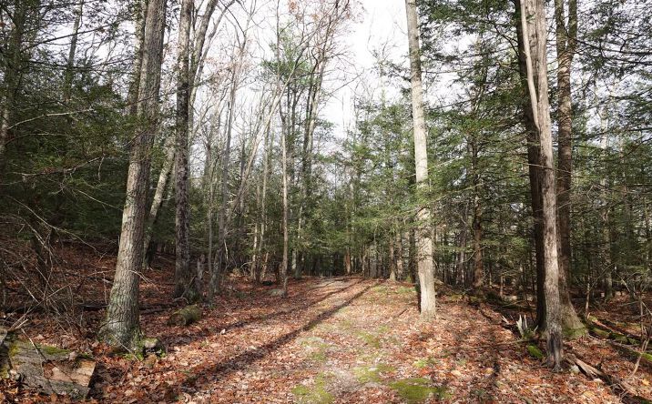 Pictures of Land property located at Manorville Road, Saugerties, NY 12477 for sales - image #1