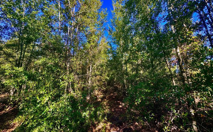 Pictures of Mixed Use, Land property located at 217 SE Homestead Way, Madison, FL 32340 for sales - image #1