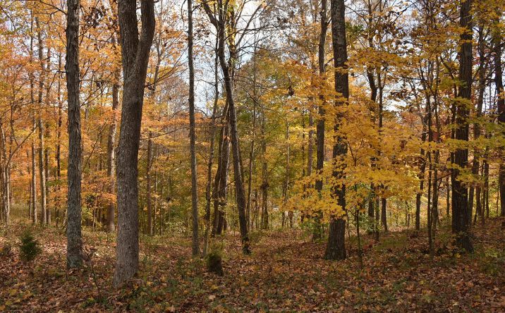 Pictures of Land property located at Fox Cliff Road Lot 17, Leitchfield, KY 42754 for sales - image #1