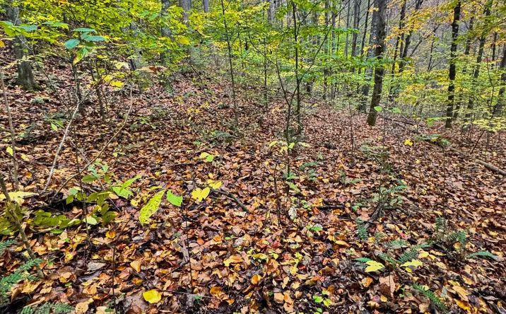 Pictures of Land property located at 0 John Ritchie Branch, Hindman, KY 41701 for sales - image #1