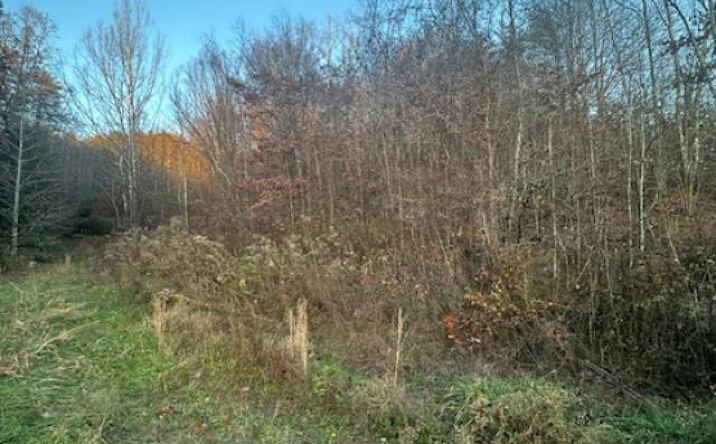 Pictures of Land property located at 325 Cane Crk Rd, West Liberty, KY 41472 for sales - image #1