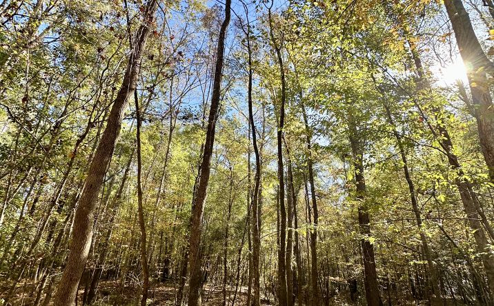 Pictures of Land property located at 0 HWY 82, Eufaula, AL 36027 for sales - image #1