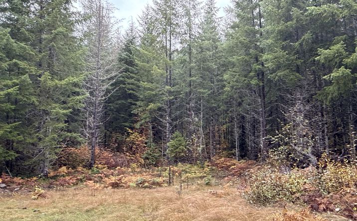 Pictures of Land property located at 4 XX Forest Road 52, Packwood, WA 99338 for sales - image #1