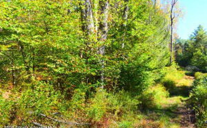 Pictures of Land property located at Westwoods Rd, Brackney, PA 18812 for sales - image #1